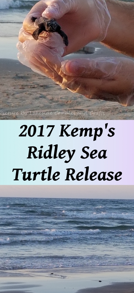 2017 Kemp's Ridley Sea Turtle Release